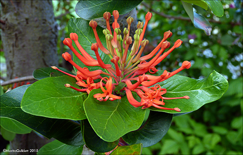 Eldrunnur / Embothrium coccineum