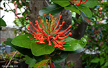 Eldrunnur / Embothrium coccineum