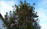 Eldrunnur / Embothrium coccineum