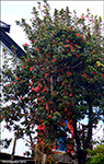 Eldrunnur / Embothrium coccineum