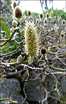 Loðpílur / Salix lanata