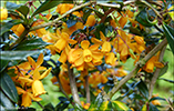 Kristtornaberberis / Berberis ilicifolia