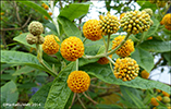 Firvaldarunnur / Buddleia globosa