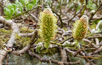 Loplur / Salix lanata