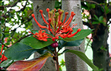 Eldrunnur / Embothrium coccineum