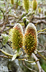 Loðpílur / Salix lanata