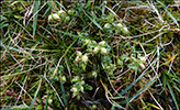 Lsarkja / Pedicularis palustris