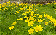 Mrislja / Caltha palustris L.