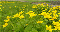 Mrislja / Caltha palustris L.