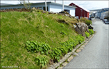 Garðaskøra / Alchemilla mollis (Buser) Rothm.