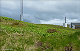 Garðaskøra / Alchemilla mollis (Buser) Rothm.