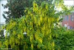 Gullregn "Vossii" / Laburnum watereri 