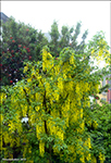 Gullregn "Vossii" / Laburnum watereri 