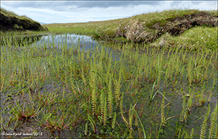 Vanligur vatnspri / Hippuris vulgaris L.