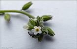 Mislitt hoylús / Myosotis discolor subsp. dubia (Arrond.) Blaise