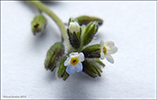 Mislitt hoylús / Myosotis discolor subsp. dubia (Arrond.) Blaise