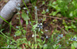 Mislitt hoylús / Myosotis discolor subsp. dubia (Arrond.) Blaise