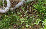 Mislitt hoylús / Myosotis discolor subsp. dubia (Arrond.) Blaise