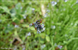 Mislitt hoylús / Myosotis discolor subsp. dubia (Arrond.) Blaise