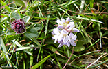 Hvt lknabldepla / Veronica officinalis L.