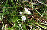 Hvt lknabldepla / Veronica officinalis L.