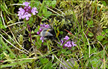 Skaldabrobber / Thymus praecox