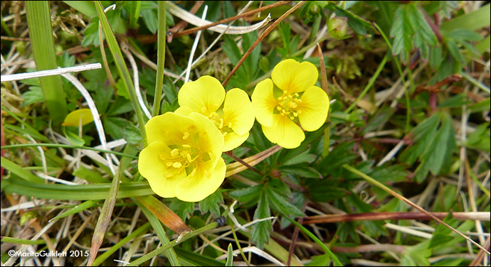 Brkumura / Brkuvsa Potentilla erecta