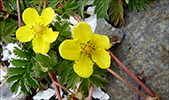 Gsamura / Potentilla anserina L.