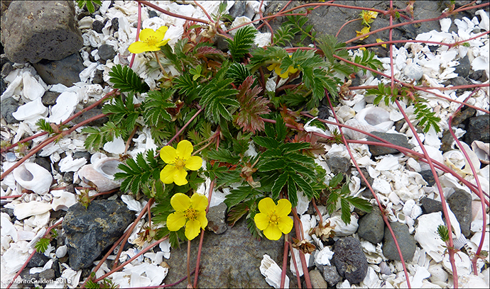 Gsamura / Potentilla anserina L.