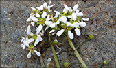 Lknaeirisgras / Cochlearia officinalis