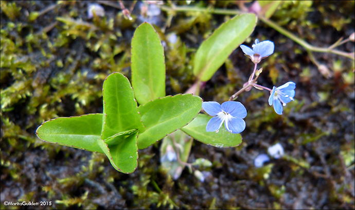 Veitarbldepla / Veronica beccabunga L.