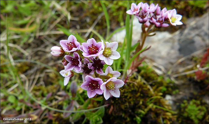 Sanddeyda / Sedum villosum