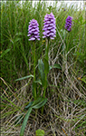 Hybrid Dactylorhiza