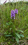 Hybrid Dactylorhiza