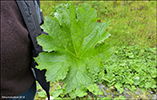 Darmera peltata