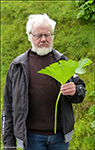 Darmera peltata