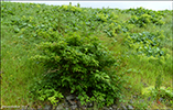 Klaksvík 10.08.2015: Nú sæst hendan stóra plantan eisini í nógvum áum við Ánirnar á Borðoynni