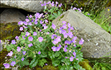 Litingarsortugras / Geranium sylvaticum.