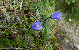 Fjallabláklokka Campanula rotundifolia subsp. gieseckiana 