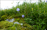 Blklokka / Campanula rotundifolia L., Eysturoy