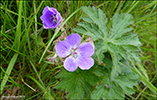 Litingarsortugras / Geranium sylvaticum.