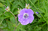 Litingarsortugras / Geranium sylvaticum.