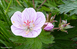 Ljsareytt litingarsortugras / Geranium sylvaticum