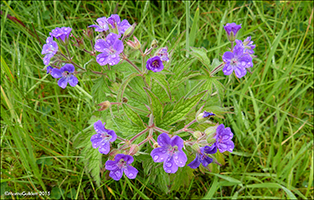 Litingarsortugras / Geranium sylvaticum.