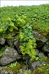 Garðaskøra / Alchemilla mollis (Buser) Rothm.