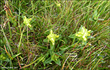 Grnlandsbjalla / Rhinanthus groenlandicus (Ostenf.) Chab)