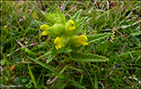 Grnlandsbjalla / Rhinanthus groenlandicus (Ostenf.) Chab)