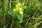 Grnlandsbjalla / Rhinanthus groenlandicus (Ostenf.) Chab)