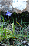 Vanligt undirlgugras / Pinguicula vulgaris