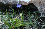 Vanligt undirlgugras / Pinguicula vulgaris